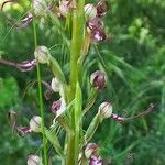 Himantoglossum adriaticum Flower