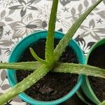 Aloe officinalisBlad