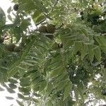 Juglans nigra Likasa