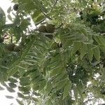 Juglans nigra Листок