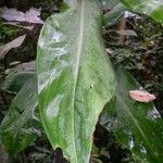 Costus laevis List