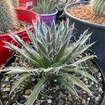 Agave parviflora Fuelha