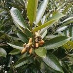 Lithocarpus edulis ᱥᱟᱠᱟᱢ