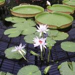 Nymphaea elegans Floare