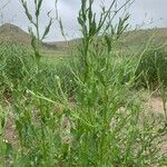 Volutaria tubuliflora Hoja