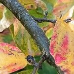 Parrotia persica बार्क (छाल)