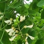 Robinia viscosa Kvet