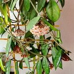 Hoya carnosa Агульны выгляд