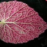 Begonia picta Агульны выгляд