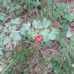 Ribes alpinumLeht