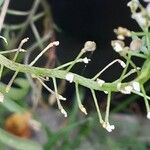 Lobularia maritimaFrukt