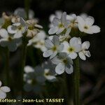 Androsace obtusifolia Lorea