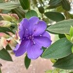 Tibouchina urvilleana Fleur