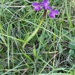 Anacamptis morio Frunză