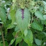 Pycnanthemum incanum Leaf