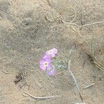 Malcolmia triloba Flower