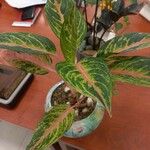 Aglaonema commutatumЛіст