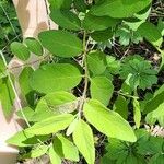 Lonicera morrowii Лист
