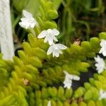 Angraecum distichum ফুল