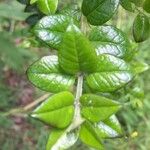 Rhaphithamnus spinosus Otro