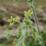 Sicyos malvifolius Flor