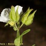 Cistus inflatus Altres