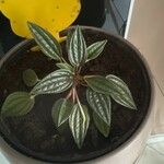 Peperomia caperataBlatt