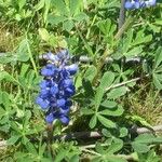 Lupinus subcarnosus عادت داشتن