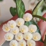Hoya lacunosa Λουλούδι