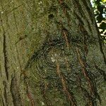 Quercus velutina Bark