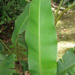 Musa velutina Folha