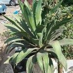 Agave shaferi Листок