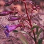 Penstemon laetus Flor