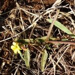 Corchorus trilocularis Autre