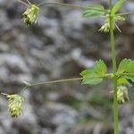 Thalictrum macrocarpum Egyéb