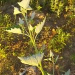 Atriplex sagittata Leaf