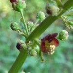 Scrophularia auriculata Flor
