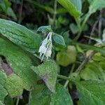 Symphytum bulbosum Natur