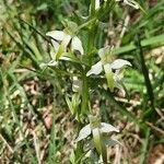 Platanthera chlorantha Blüte