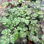 Chaerophyllum temulum Leaf