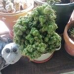 Cereus jamacaru List
