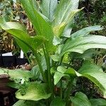 Zantedeschia aethiopica Агульны выгляд