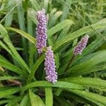 Liriope muscari (Decne.) L.H.Bailey花