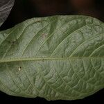 Trichostachys aurea 葉