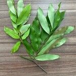 Hylodendron gabunense Hoja