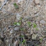 Arenaria serpyllifoliaBlodyn