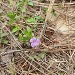 Dyschoriste schiedeana Flower