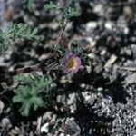 Phacelia bicolor आदत