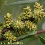Myrica gale Fruit