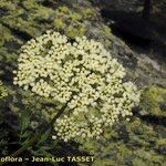 Cnidium silaifolium Flower